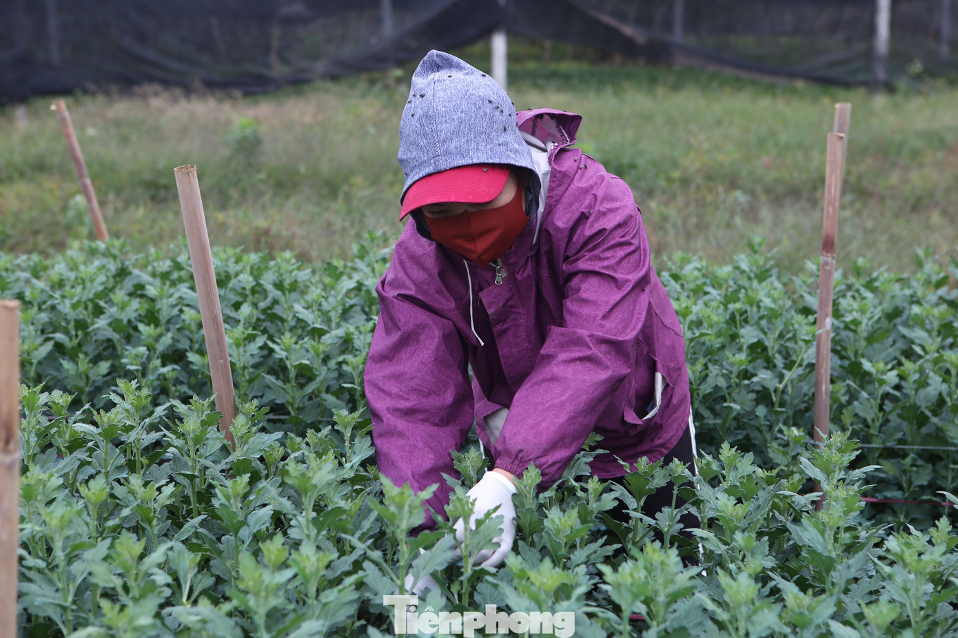 Xem người dân Hà Nội phòng chống rét cho cây trồng, hoa màu ảnh 7