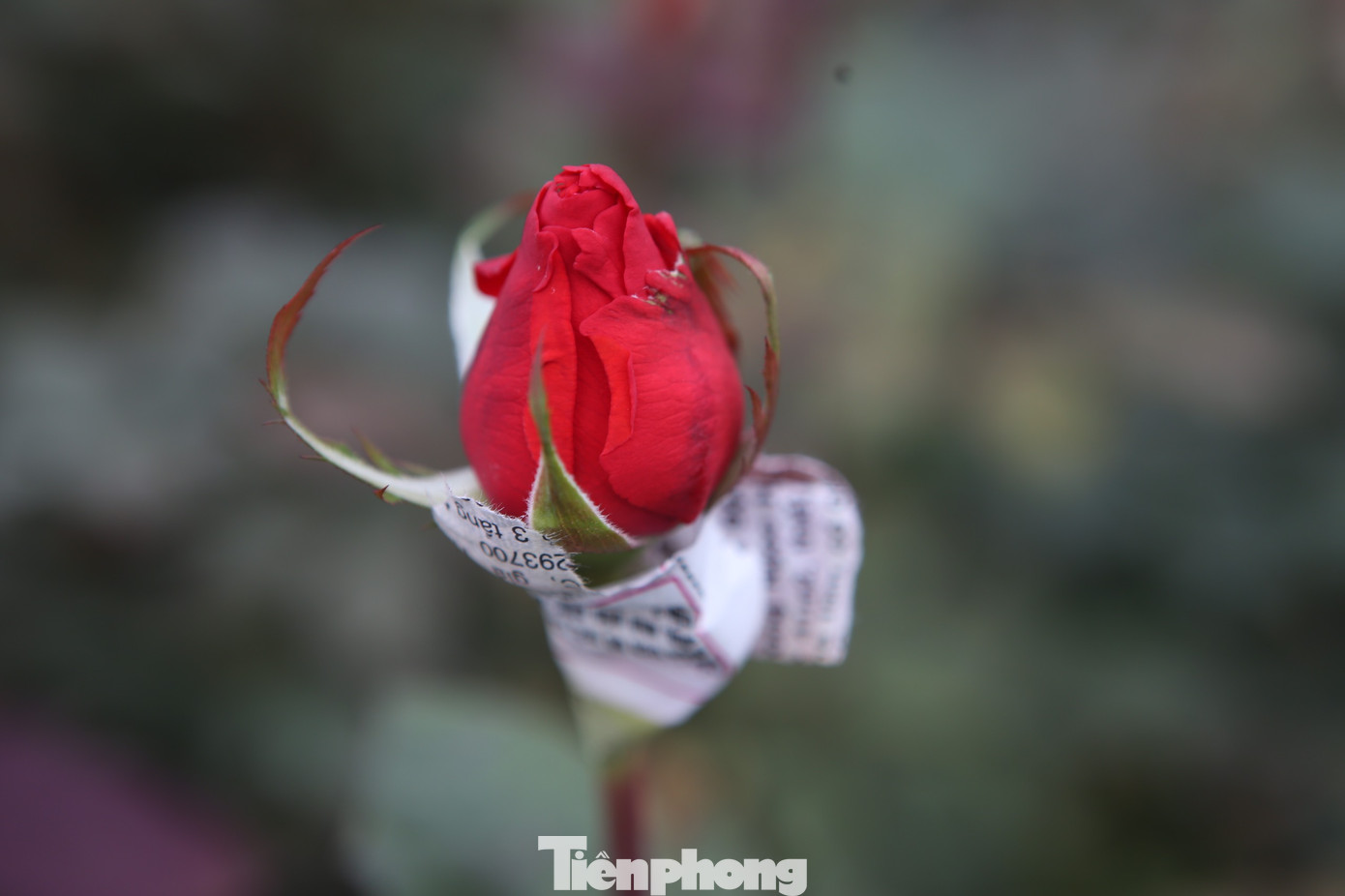 Xem người dân Hà Nội phòng chống rét cho cây trồng, hoa màu ảnh 8