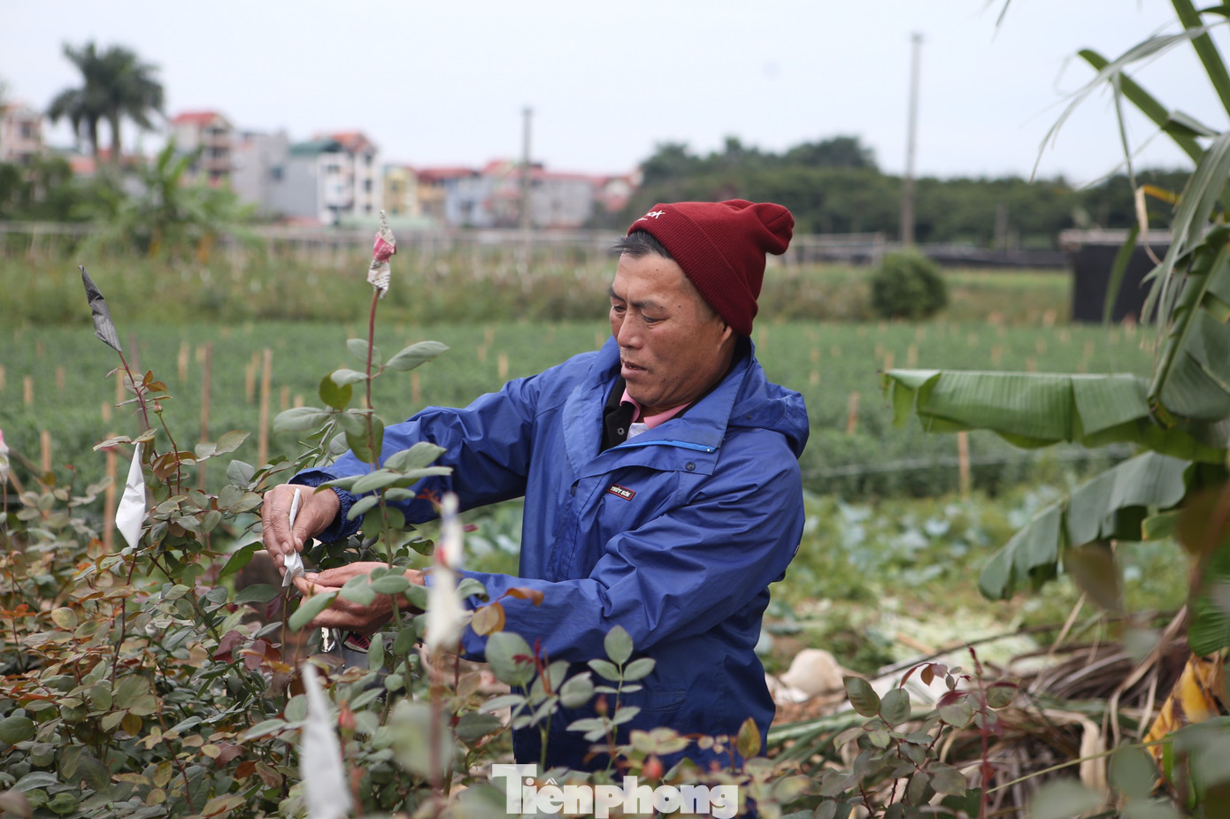Xem người dân Hà Nội phòng chống rét cho cây trồng, hoa màu ảnh 3