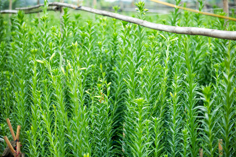 Người trồng hoa Hà Nội lâm cảnh 'hoa cười người khóc' ảnh 7