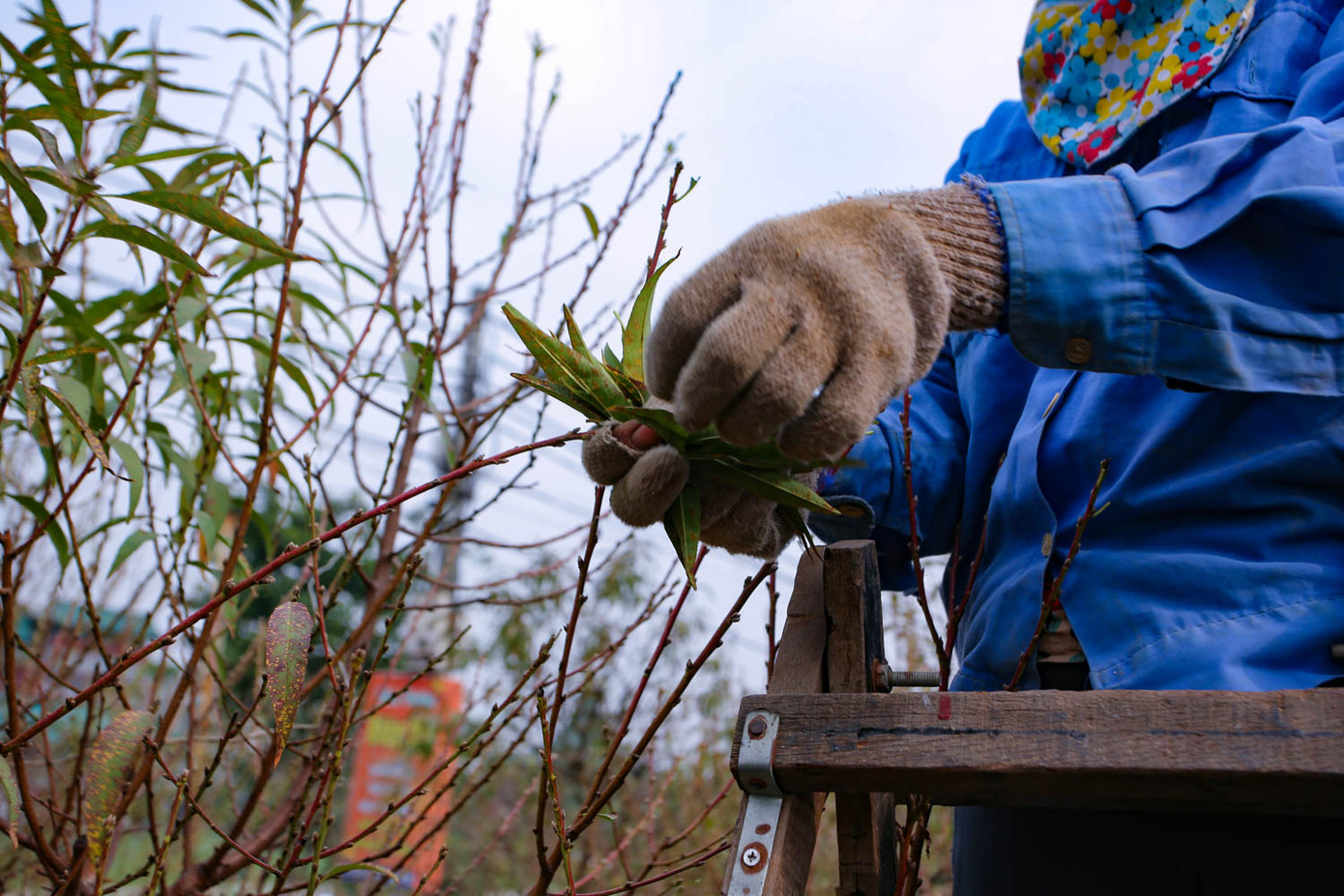 Dân làng đào Nhật Tân tất bật tuốt lá cho hoa nở đúng Tết Nguyên đán ảnh 10