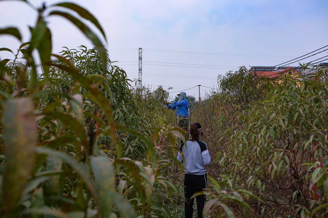 Dân làng đào Nhật Tân tất bật tuốt lá cho hoa nở đúng Tết Nguyên đán ảnh 6