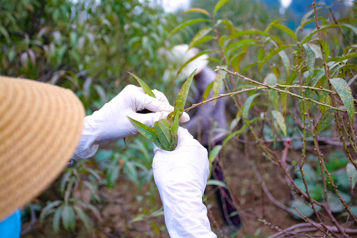 Dân làng đào Nhật Tân tất bật tuốt lá cho hoa nở đúng Tết Nguyên đán ảnh 3