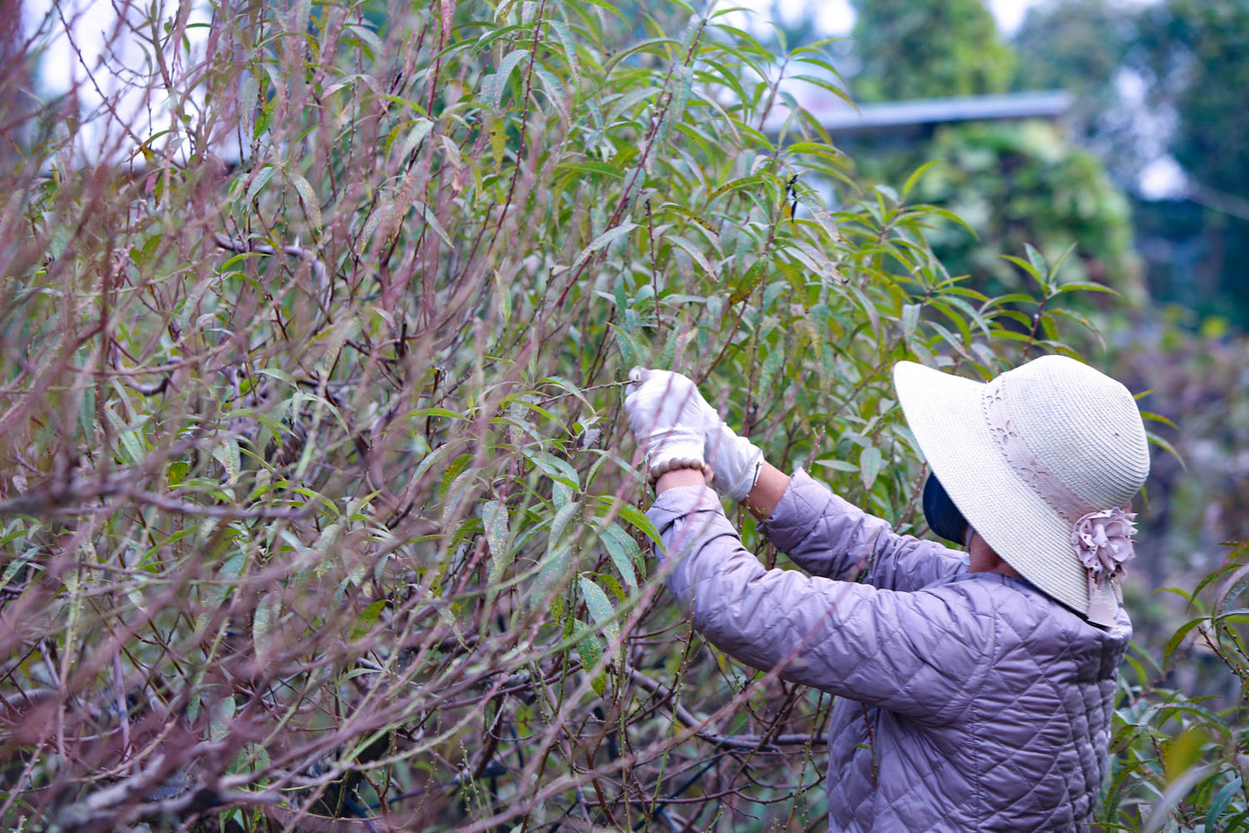 Dân làng đào Nhật Tân tất bật tuốt lá cho hoa nở đúng Tết Nguyên đán ảnh 7