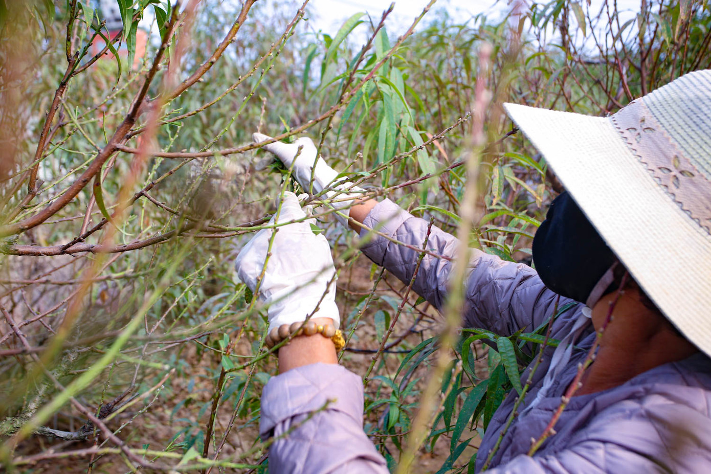 Dân làng đào Nhật Tân tất bật tuốt lá cho hoa nở đúng Tết Nguyên đán ảnh 5