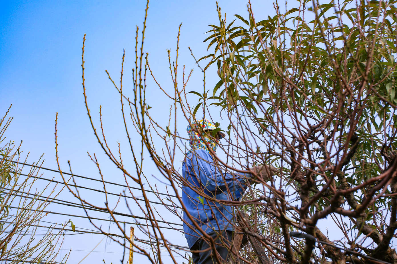 Dân làng đào Nhật Tân tất bật tuốt lá cho hoa nở đúng Tết Nguyên đán ảnh 4
