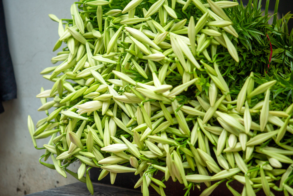 Người trồng hoa Hà Nội lâm cảnh 'hoa cười người khóc' ảnh 8