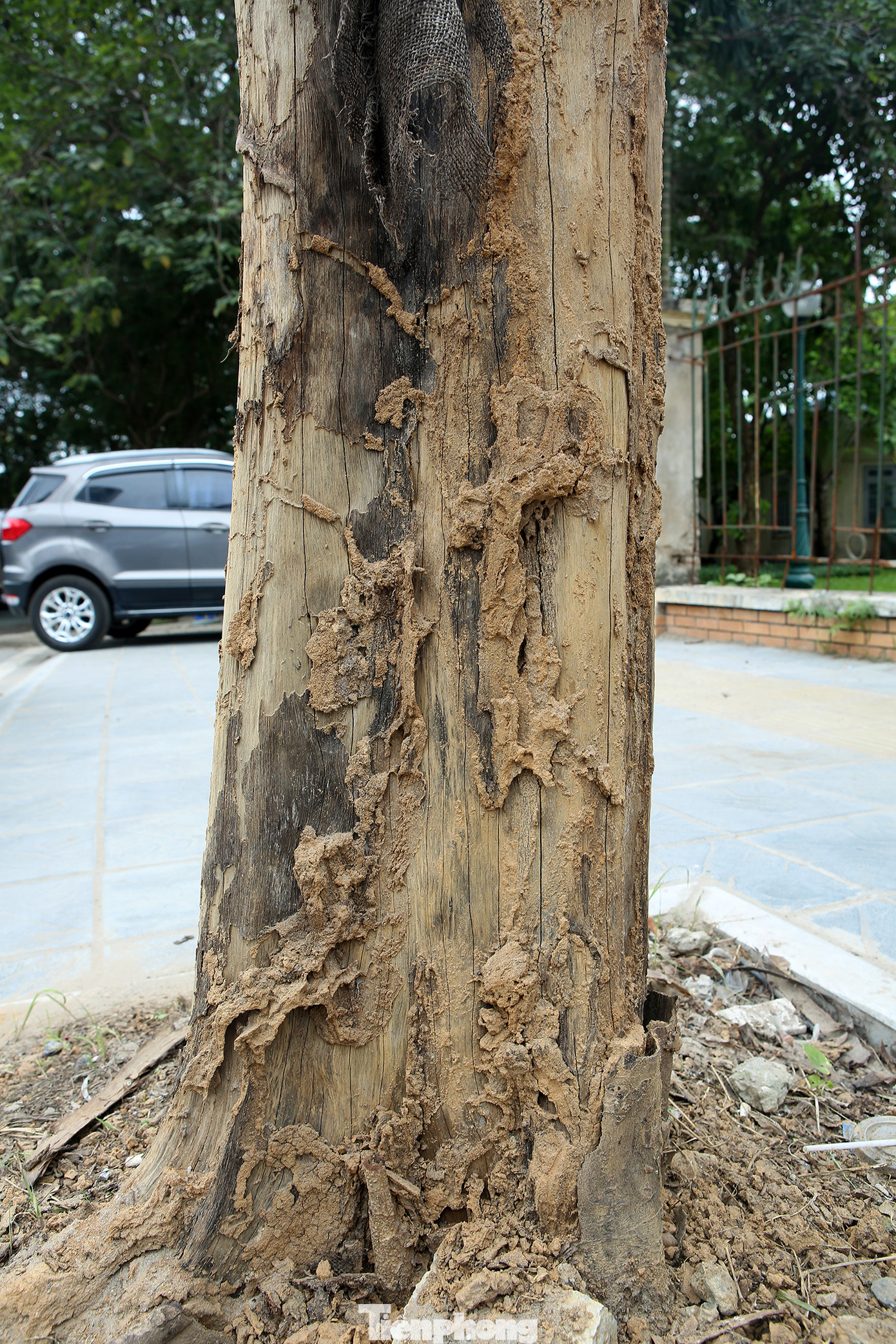 Hàng loạt cây trồng chết khô trên trục đường Cầu Giấy - Dương Đình Nghệ ảnh 10