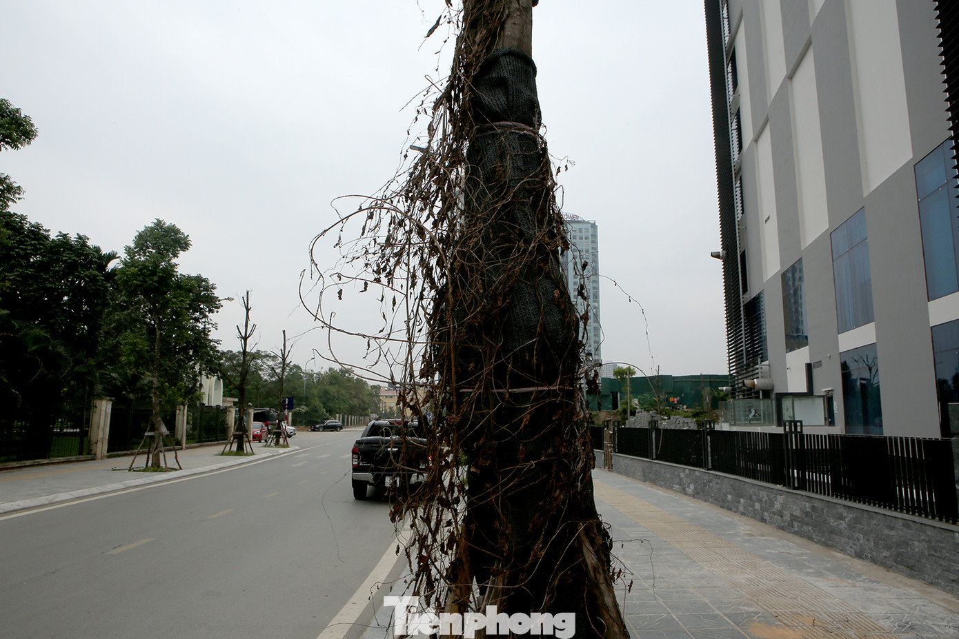 Hàng loạt cây trồng chết khô trên trục đường Cầu Giấy - Dương Đình Nghệ ảnh 7