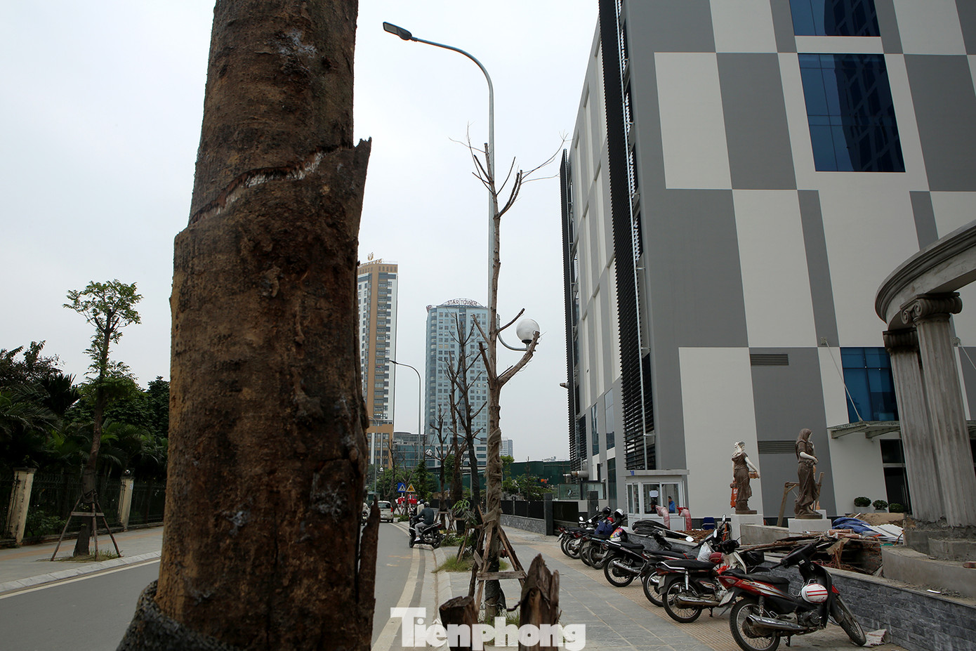 Hàng loạt cây trồng chết khô trên trục đường Cầu Giấy - Dương Đình Nghệ ảnh 6