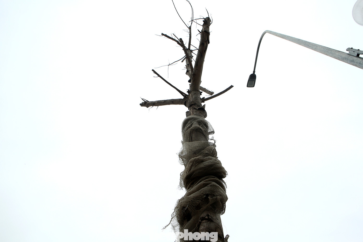 Hàng loạt cây trồng chết khô trên trục đường Cầu Giấy - Dương Đình Nghệ ảnh 5