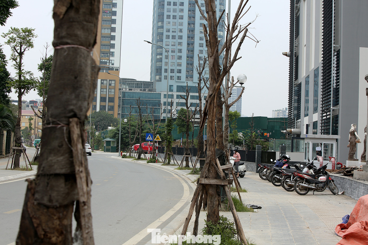 Hàng loạt cây trồng chết khô trên trục đường Cầu Giấy - Dương Đình Nghệ ảnh 4