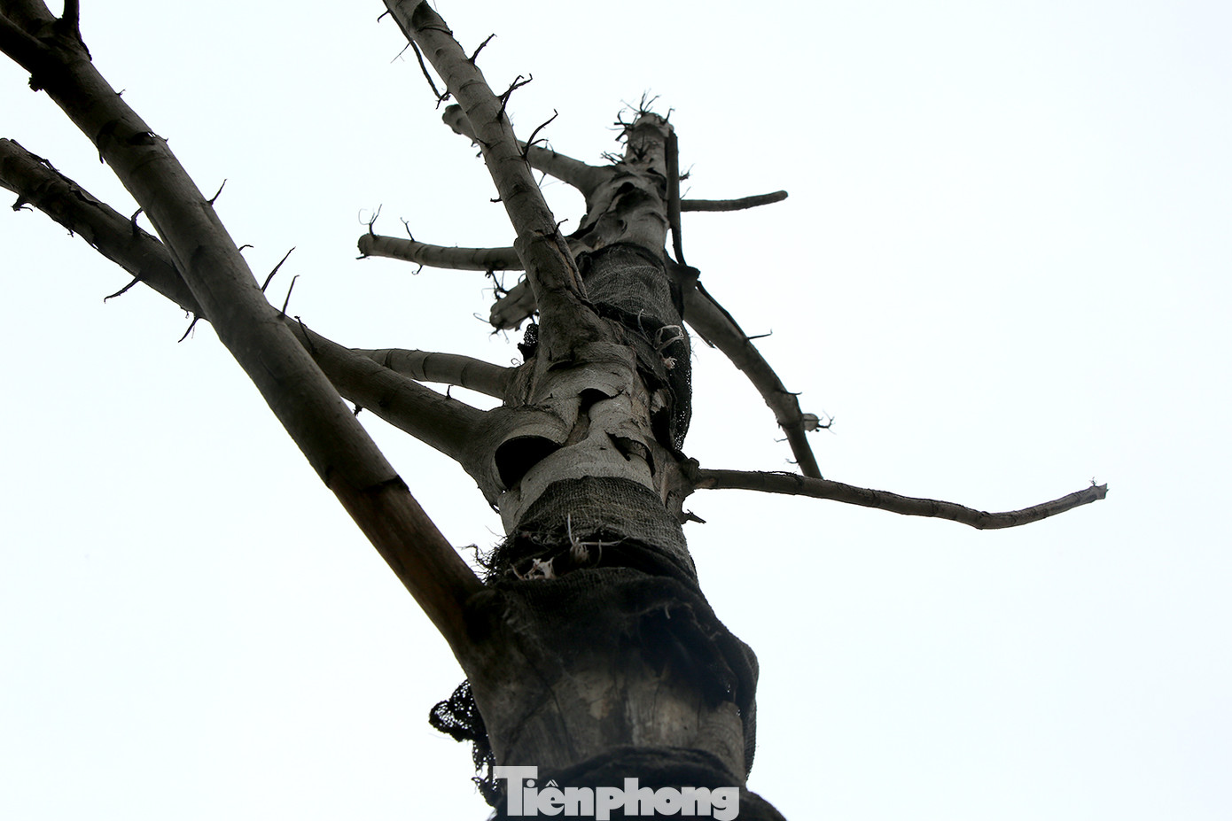 Hàng loạt cây trồng chết khô trên trục đường Cầu Giấy - Dương Đình Nghệ ảnh 3