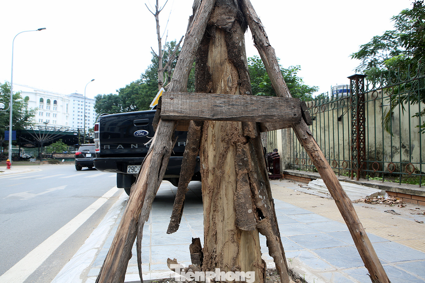 Hàng loạt cây trồng chết khô trên trục đường Cầu Giấy - Dương Đình Nghệ ảnh 8