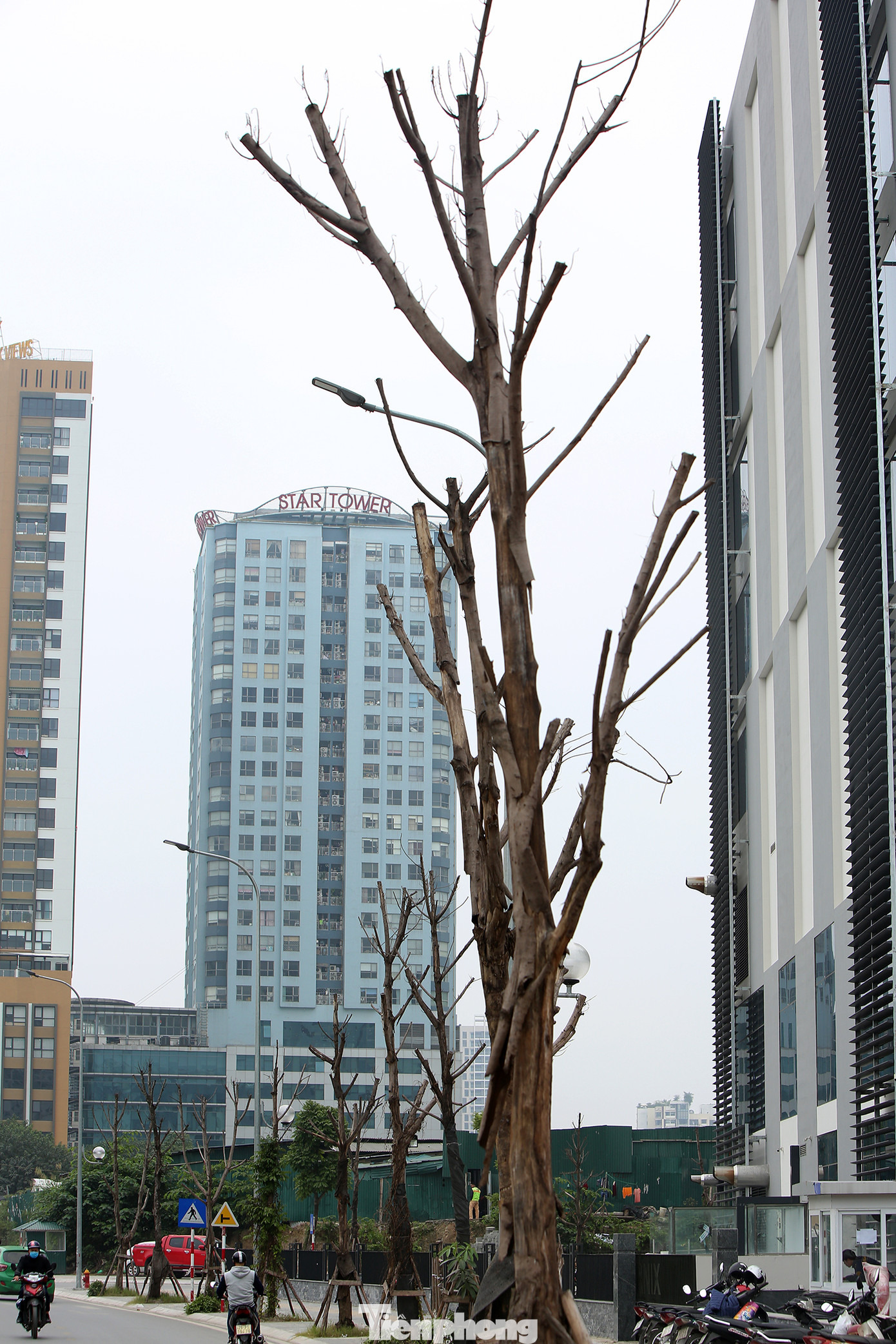 Hàng loạt cây trồng chết khô trên trục đường Cầu Giấy - Dương Đình Nghệ ảnh 2