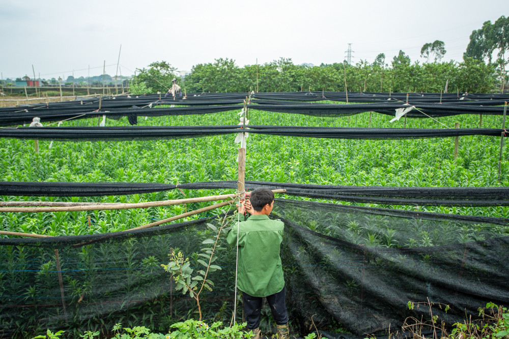 Người trồng hoa Hà Nội lâm cảnh 'hoa cười người khóc' ảnh 4