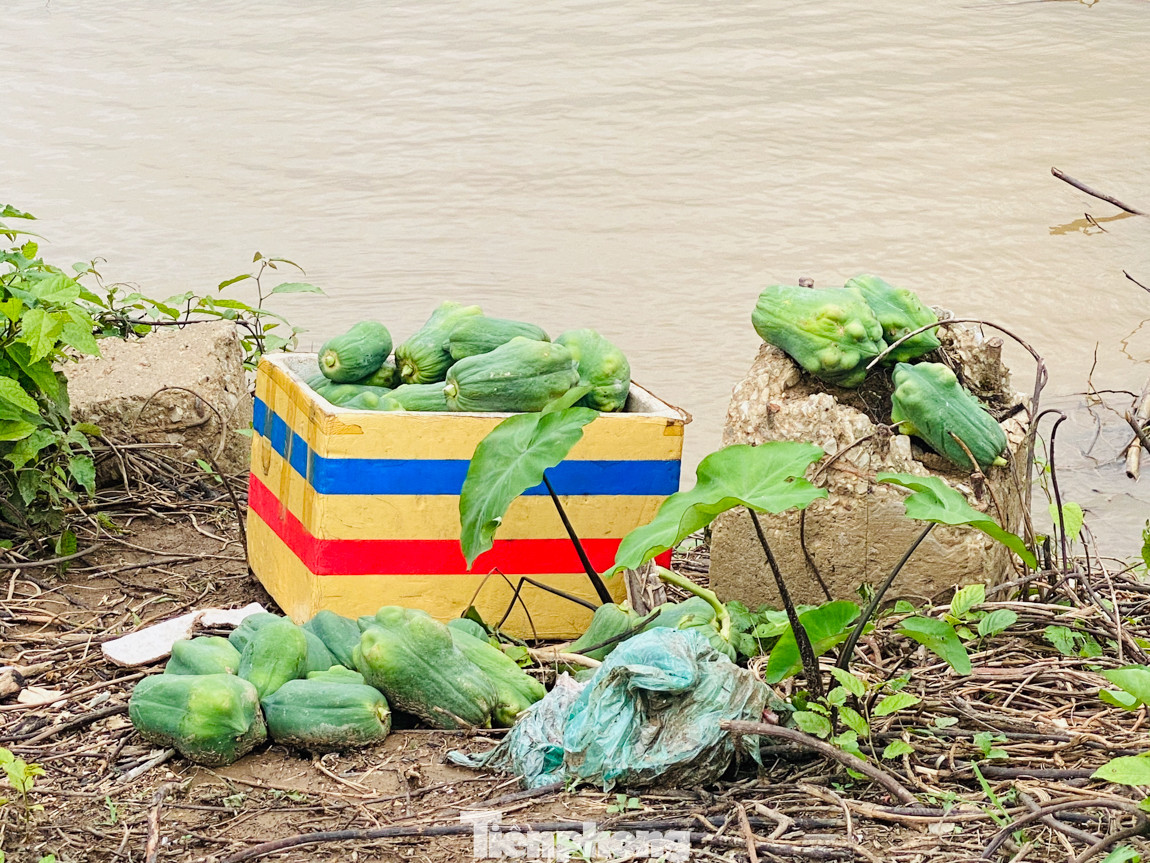 Cuộc sống bị đảo lộn của người dân bãi giữa sông Hồng mùa nước lên ảnh 14