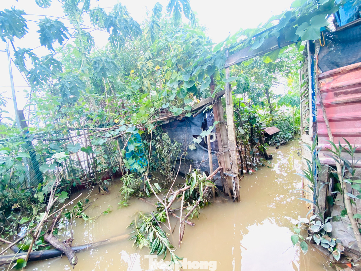 Cuộc sống bị đảo lộn của người dân bãi giữa sông Hồng mùa nước lên ảnh 5