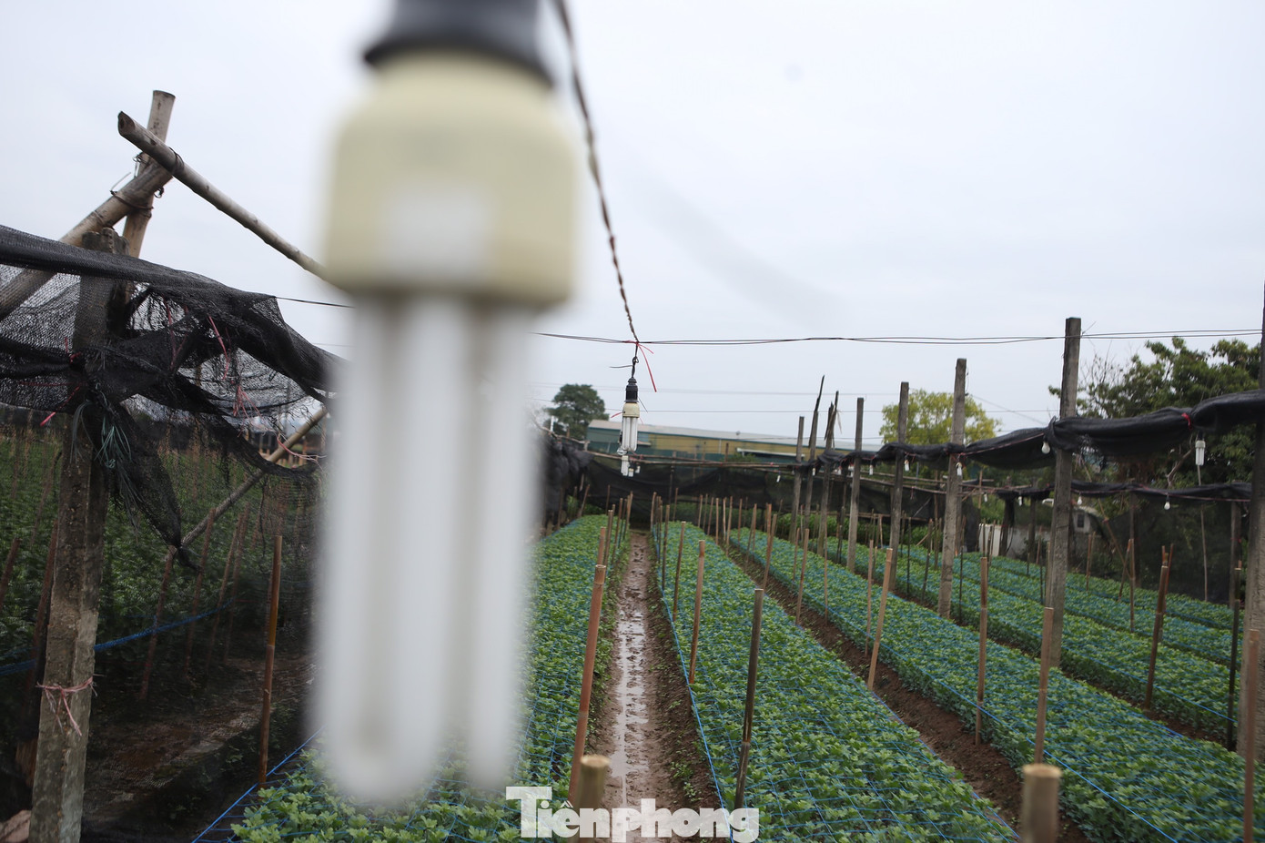 Xem người dân Hà Nội phòng chống rét cho cây trồng, hoa màu ảnh 5