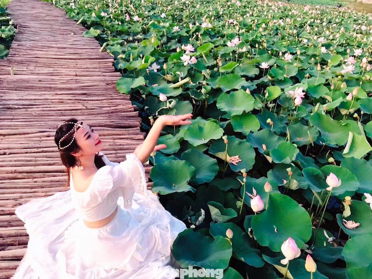 Đầm sen nở rộ dưới chân núi Ngọa Long ảnh 2