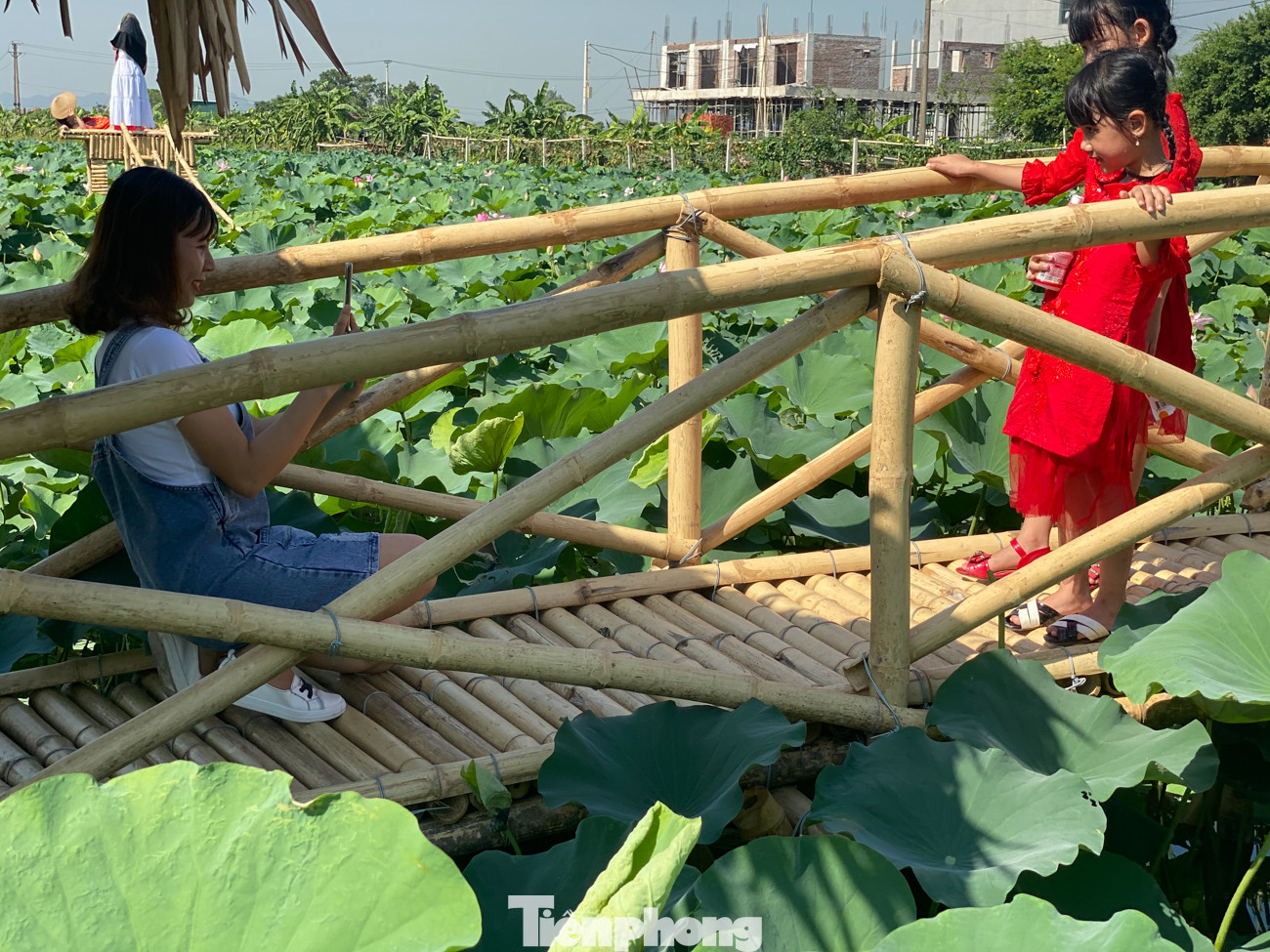 Đầm sen nở rộ dưới chân núi Ngọa Long ảnh 9