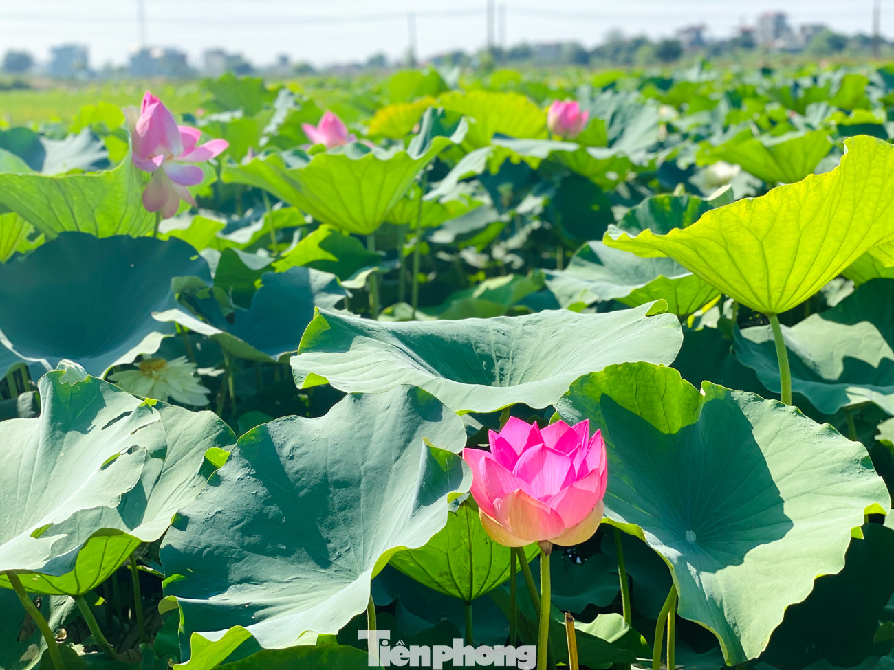 Đầm sen nở rộ dưới chân núi Ngọa Long ảnh 10