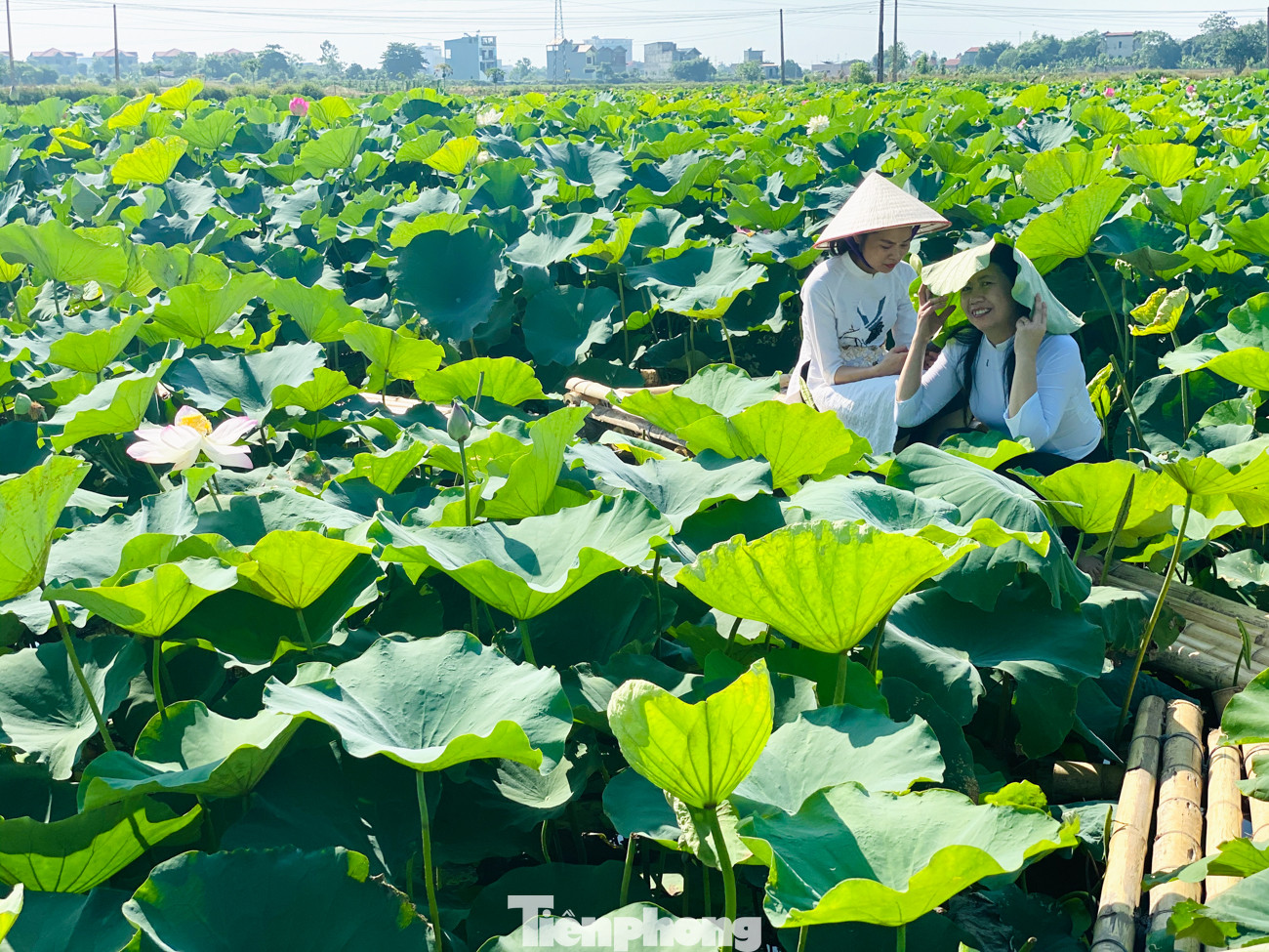 Đầm sen nở rộ dưới chân núi Ngọa Long ảnh 7