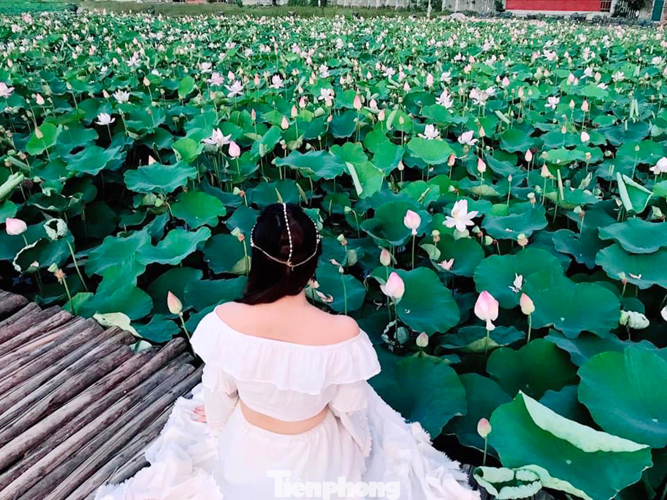 Đầm sen nở rộ dưới chân núi Ngọa Long ảnh 3