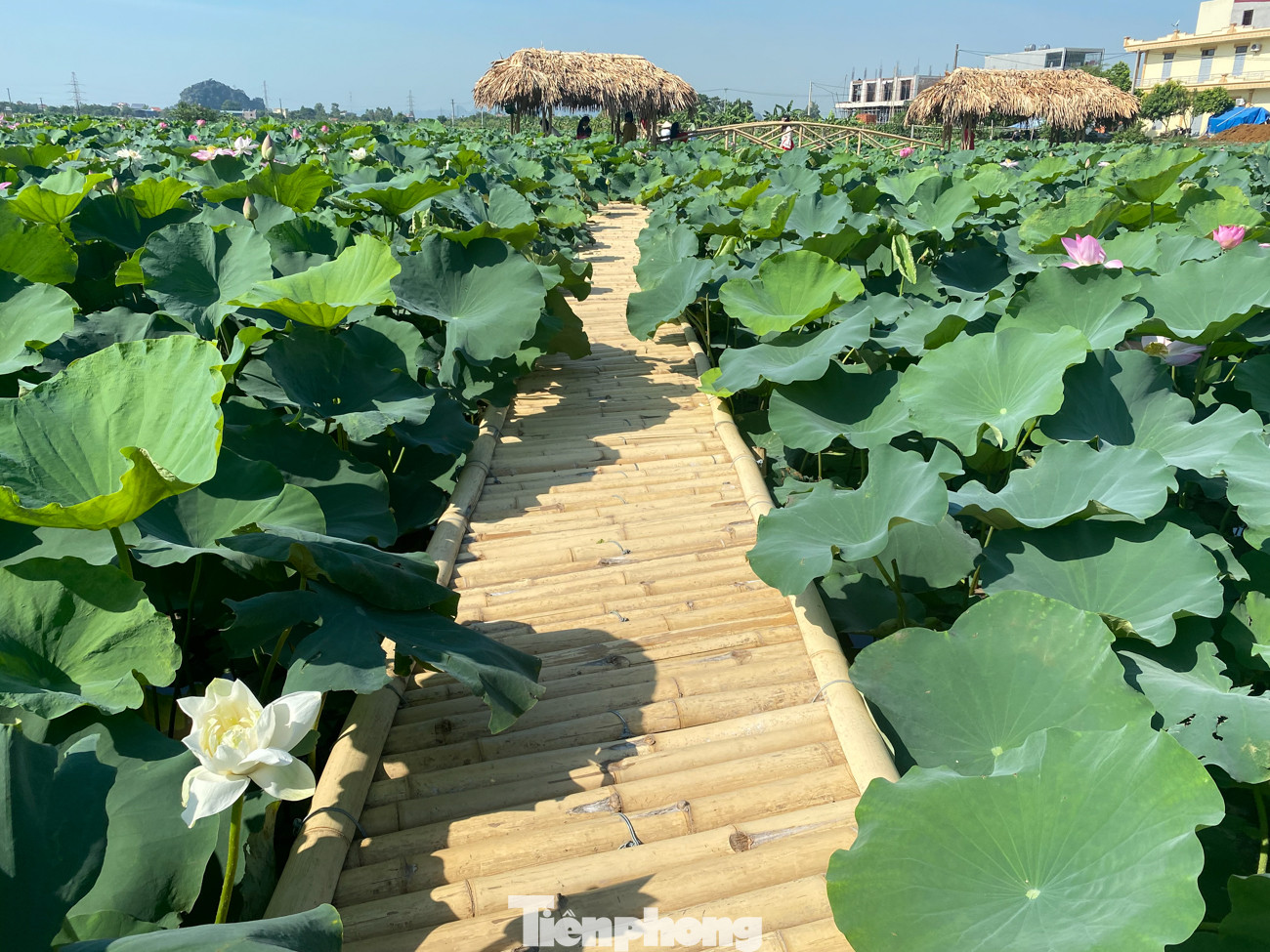 Đầm sen nở rộ dưới chân núi Ngọa Long ảnh 8