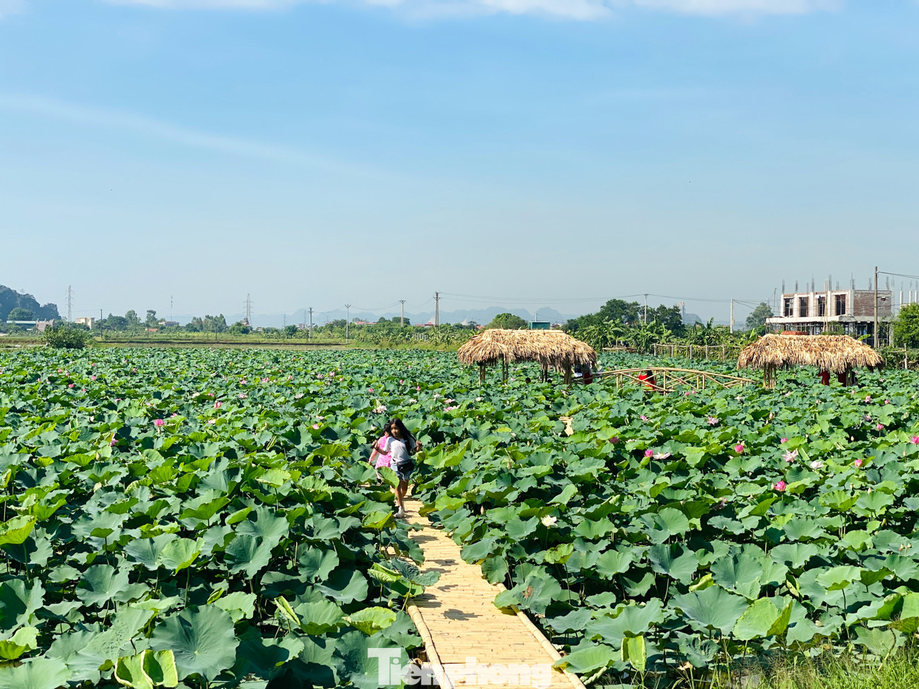 Đầm sen nở rộ dưới chân núi Ngọa Long ảnh 5