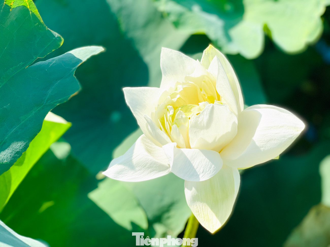 Đầm sen nở rộ dưới chân núi Ngọa Long ảnh 4