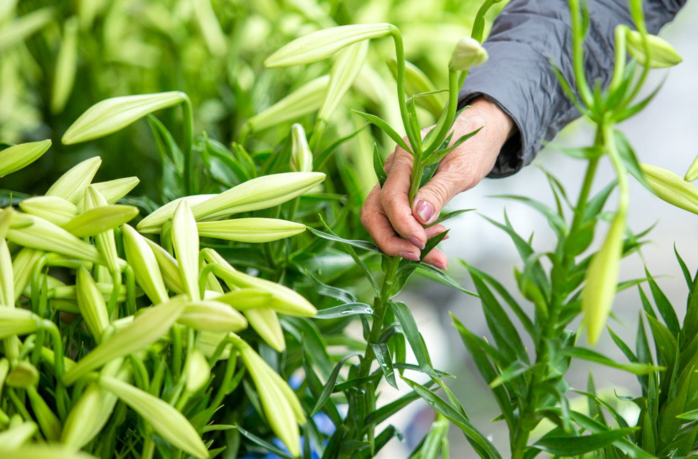 Người trồng hoa Hà Nội lâm cảnh 'hoa cười người khóc' ảnh 3