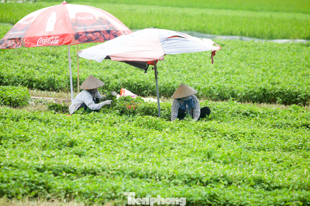 Sau phong tỏa, người dân thôn Đông Cứu trở lại nhịp sống bình thường thế nào? ảnh 11