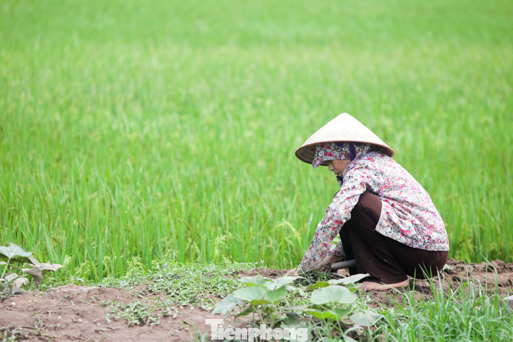 Sau phong tỏa, người dân thôn Đông Cứu trở lại nhịp sống bình thường thế nào? ảnh 10