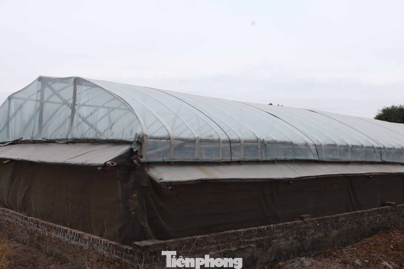 Xem người dân Hà Nội phòng chống rét cho cây trồng, hoa màu ảnh 11