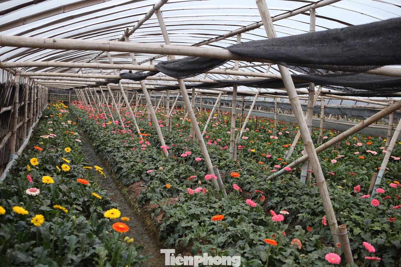 Xem người dân Hà Nội phòng chống rét cho cây trồng, hoa màu ảnh 2
