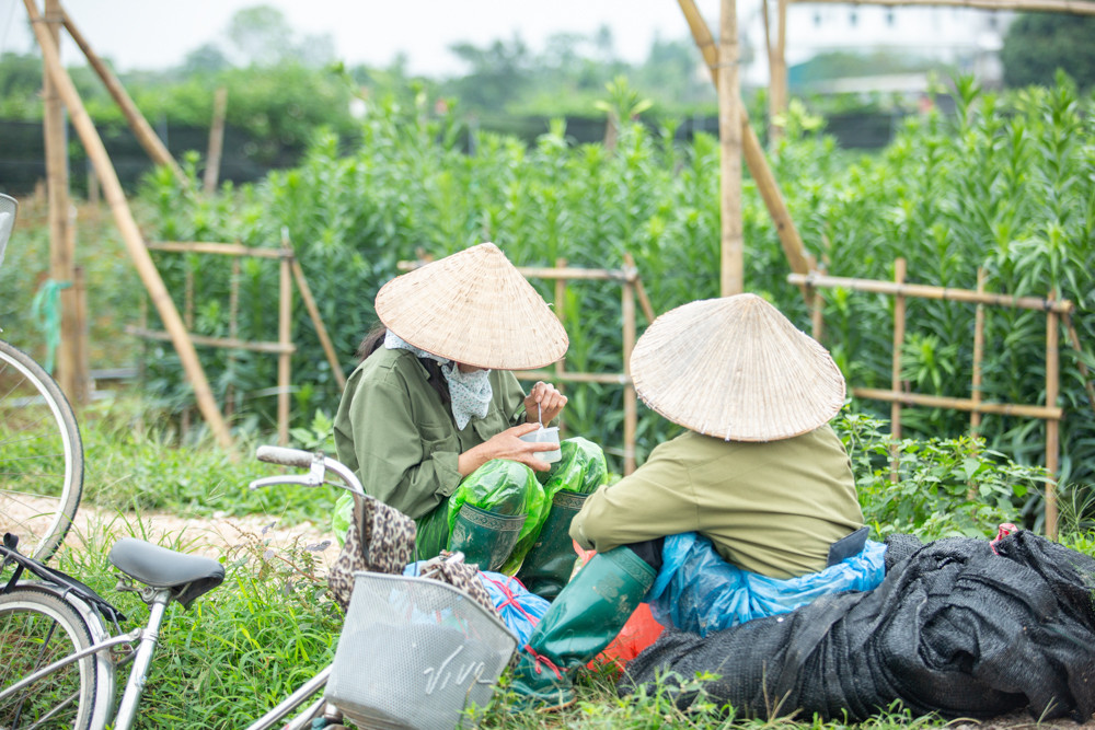 Người trồng hoa Hà Nội lâm cảnh 'hoa cười người khóc' ảnh 5