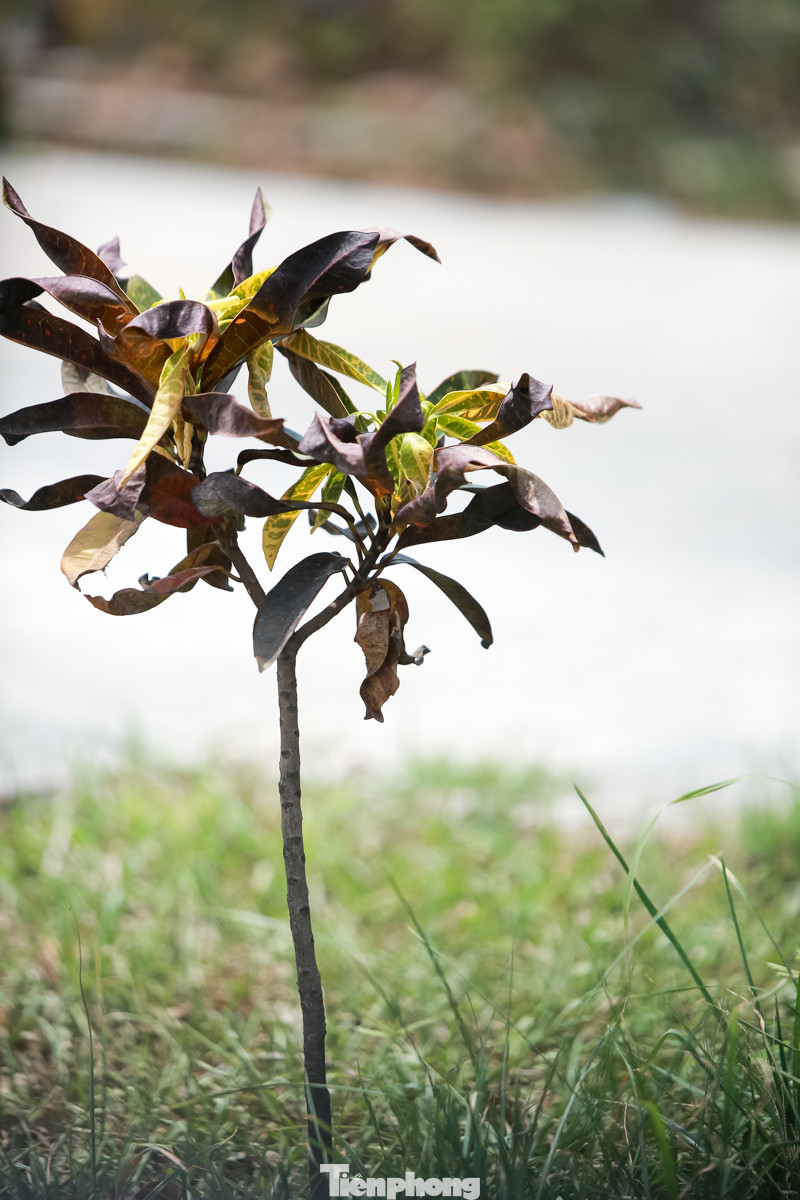 Đại lộ 'nghìn tỷ' ở Hà Nội vừa làm xong đã bị rác thải bủa vây ảnh 7