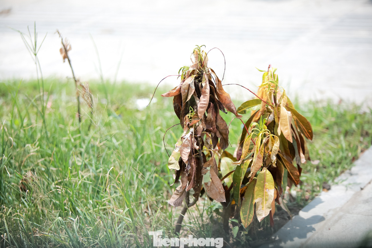Đại lộ 'nghìn tỷ' ở Hà Nội vừa làm xong đã bị rác thải bủa vây ảnh 6