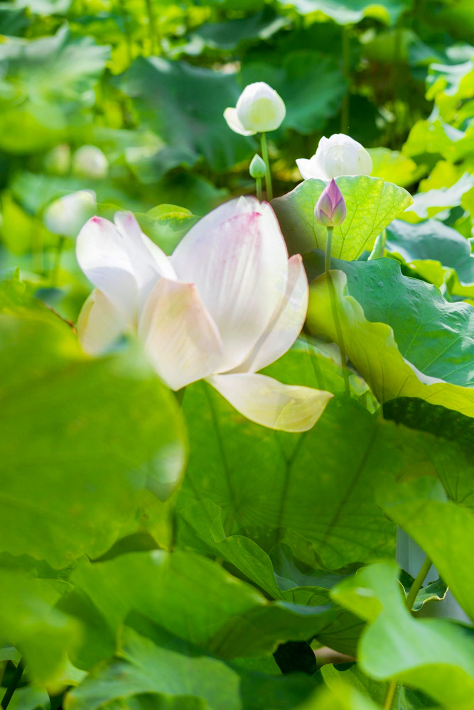 Sen Tây Hồ nở rộ, đẹp lung linh níu chân du khách ảnh 3