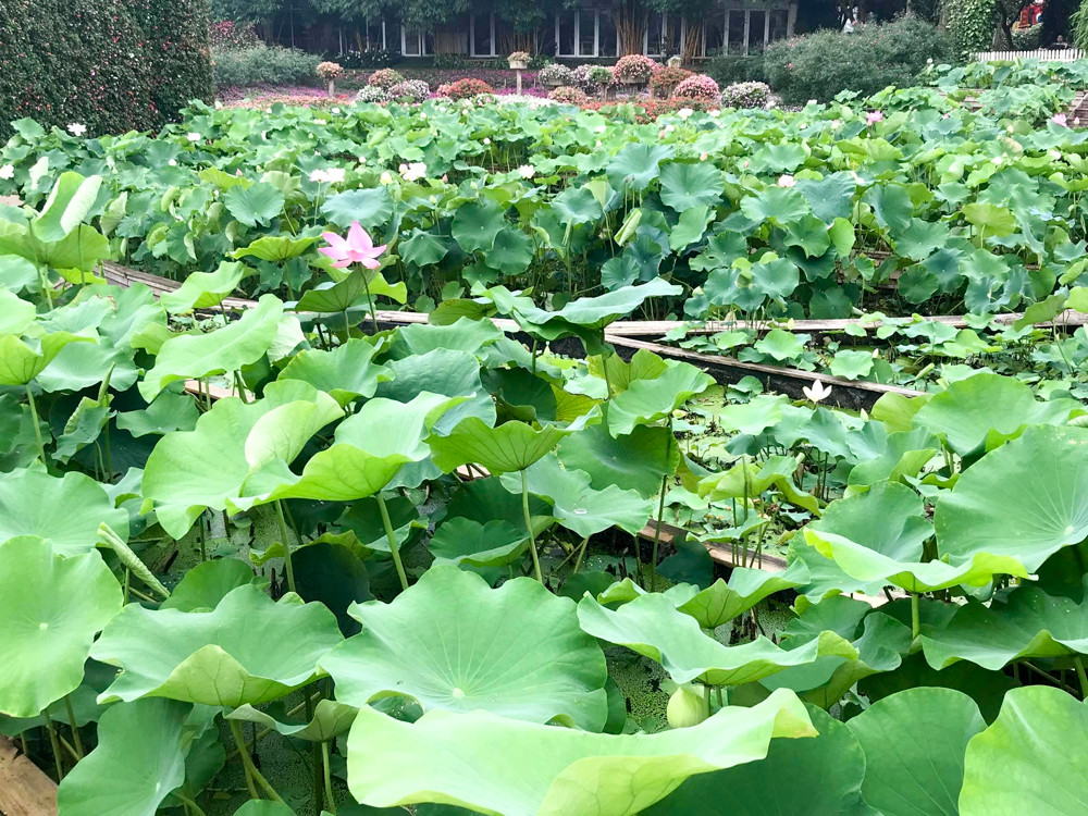 Sen Tây Hồ nở rộ, đẹp lung linh níu chân du khách ảnh 2