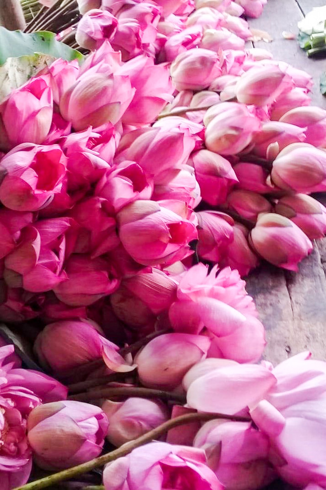 Sen Tây Hồ nở rộ, đẹp lung linh níu chân du khách ảnh 9