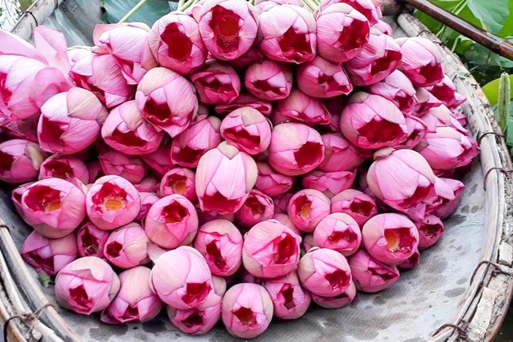 Sen Tây Hồ nở rộ, đẹp lung linh níu chân du khách ảnh 8