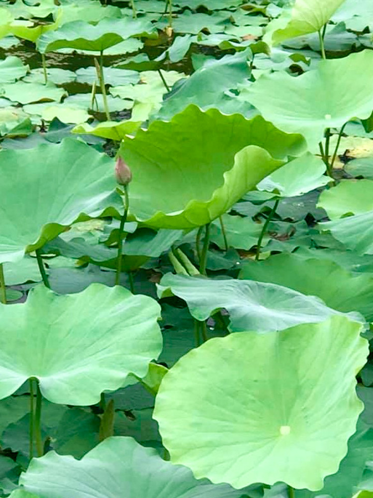 Sen Tây Hồ nở rộ, đẹp lung linh níu chân du khách ảnh 5