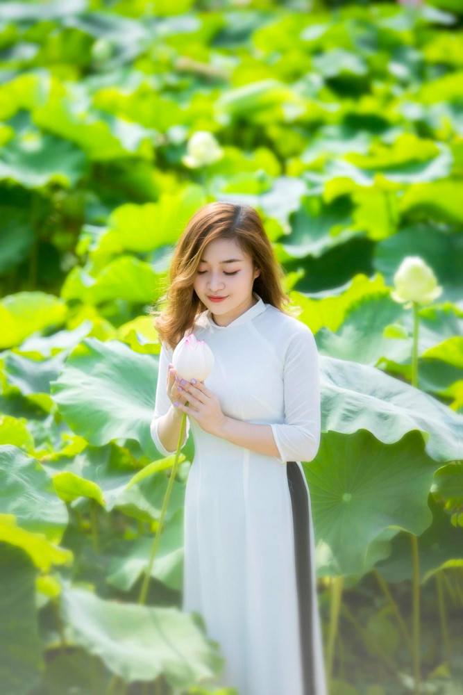 Sen Tây Hồ nở rộ, đẹp lung linh níu chân du khách ảnh 4