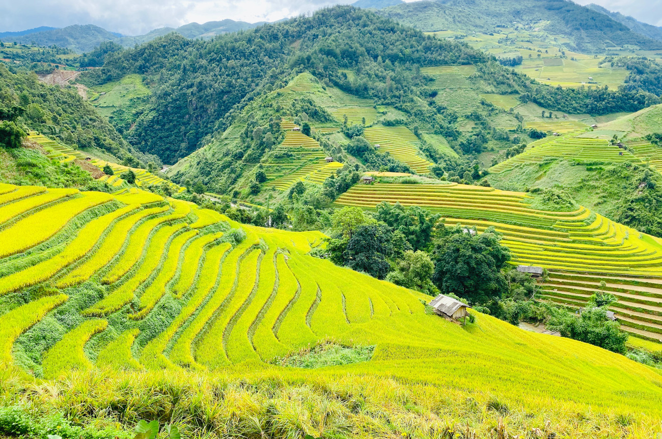 Cốm Tú Lệ - quà đặc sản nổi tiếng núi rừng Tây Bắc ảnh 11