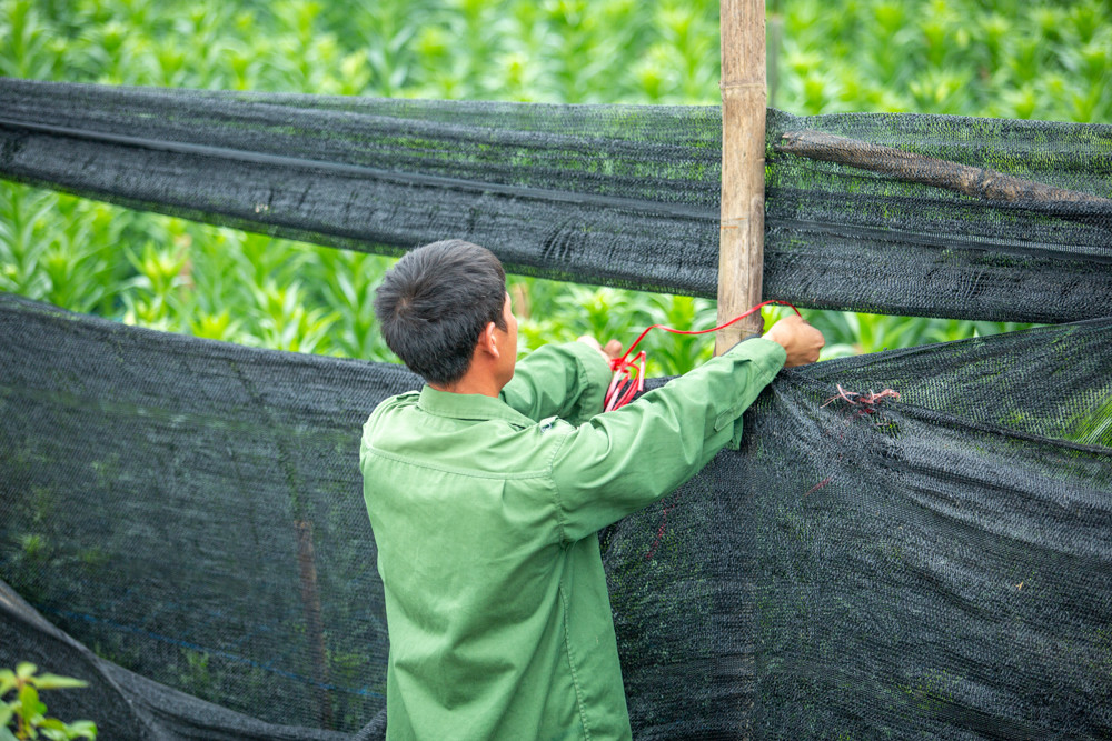 Người trồng hoa Hà Nội lâm cảnh 'hoa cười người khóc' ảnh 6