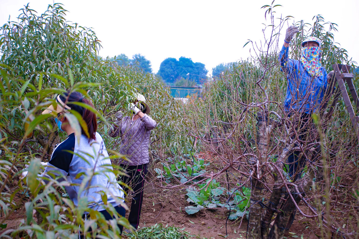 Dân làng đào Nhật Tân tất bật tuốt lá cho hoa nở đúng Tết Nguyên đán ảnh 2