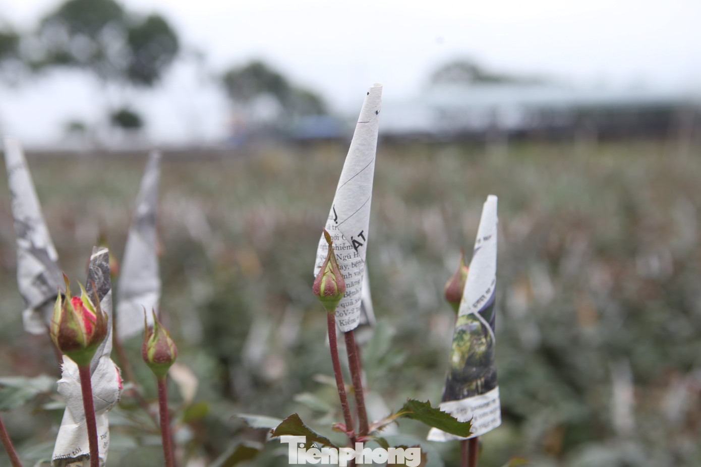 Xem người dân Hà Nội phòng chống rét cho cây trồng, hoa màu ảnh 13