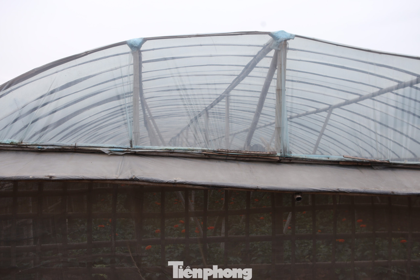 Xem người dân Hà Nội phòng chống rét cho cây trồng, hoa màu ảnh 10